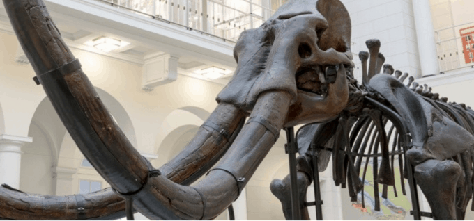 Ekspozycja Muzeum Geologicznego w Warszawie